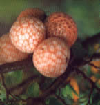 Digueñes (pequeños hongos del sur de Chile)